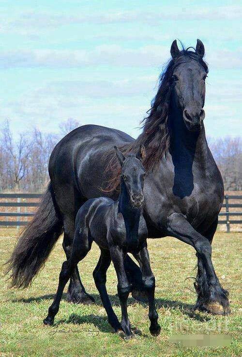 Friesian Horses